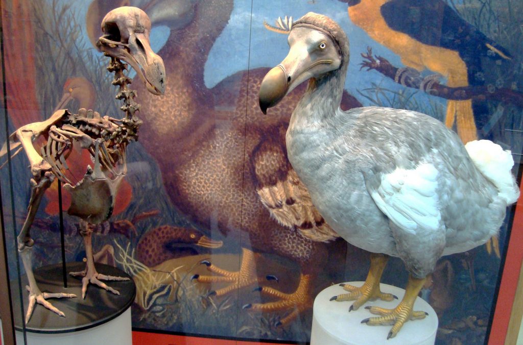 طائر الدودو من الحيوانات المنقرضة