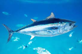 انواع سمك التونه