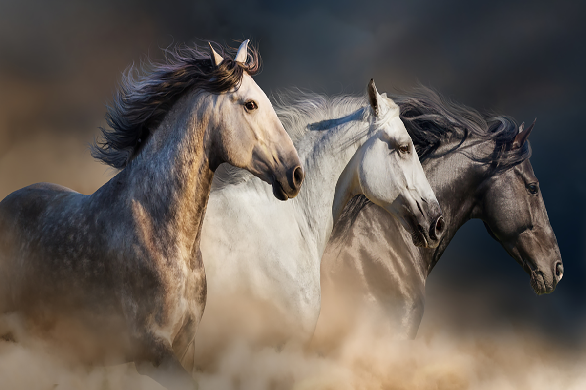 انواع الخيول العربية