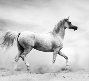انواع الخيول العربية